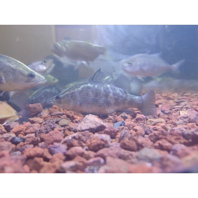 kakap putih 100% air tawar size 15 cm