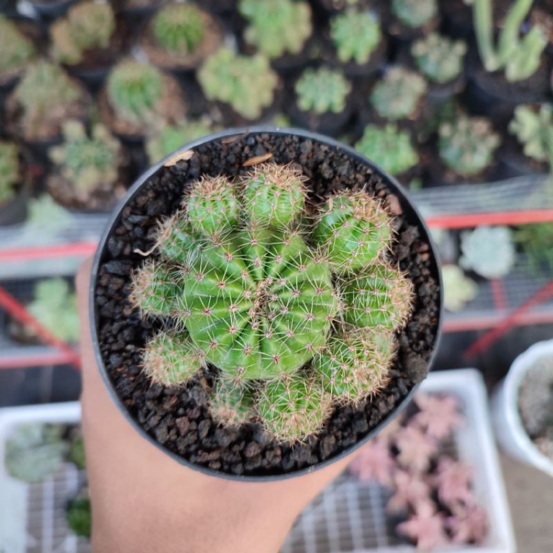 Echinopsis cluster/Echinopsis/Kaktus cluster/Kaktus ownroot