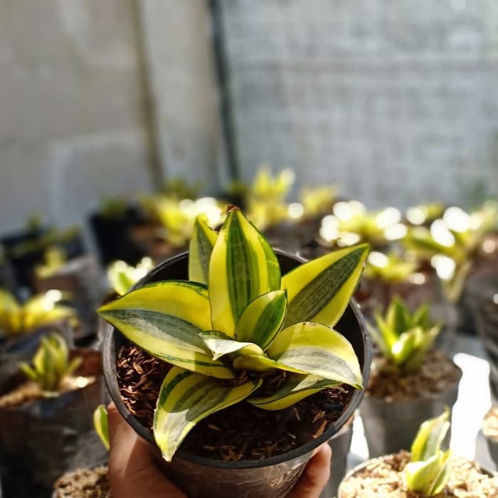tanaman hias sansivera mini kuning - lidah mertua mini kuning