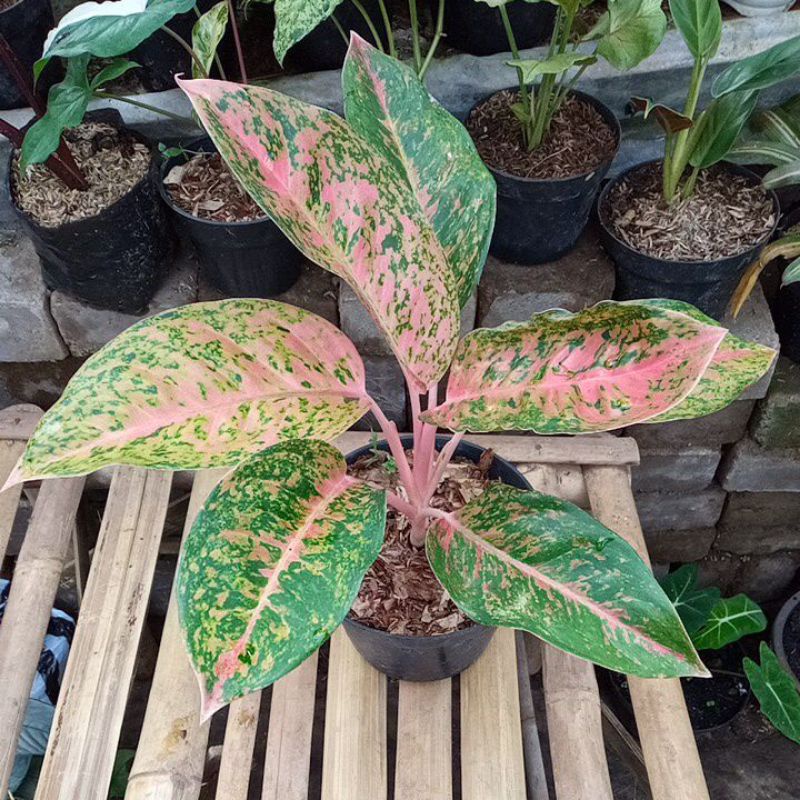 aglonema bigroy mutasi