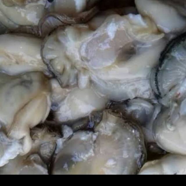 

DAGING KERANG TIREM