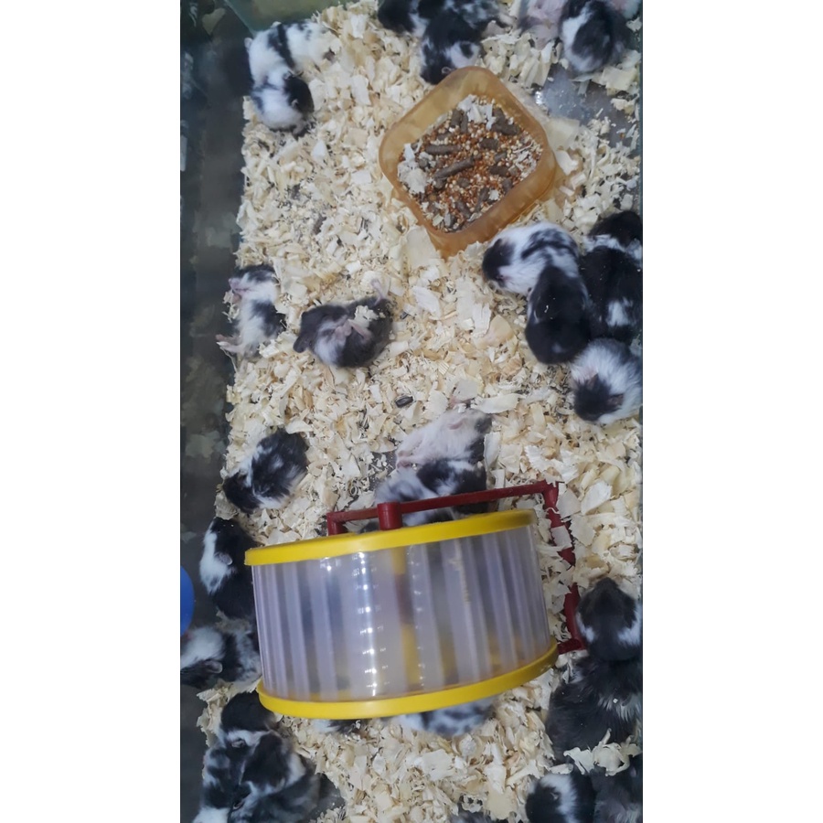 Hamster jenis campbel varian panda