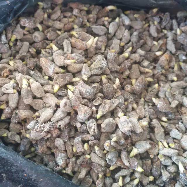 Biji benih bunga porang 100 pcs