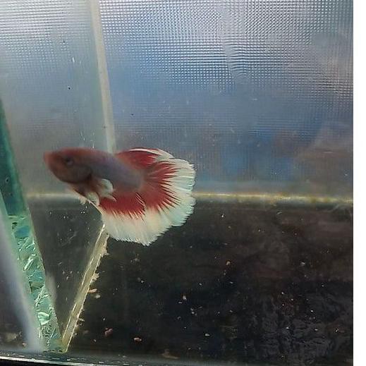 

GROSIR_JAKARTA Ikan cupang big aer Jantan size M