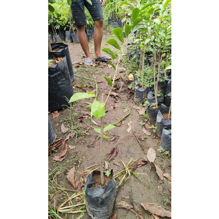 Bibit buah sirsak merah