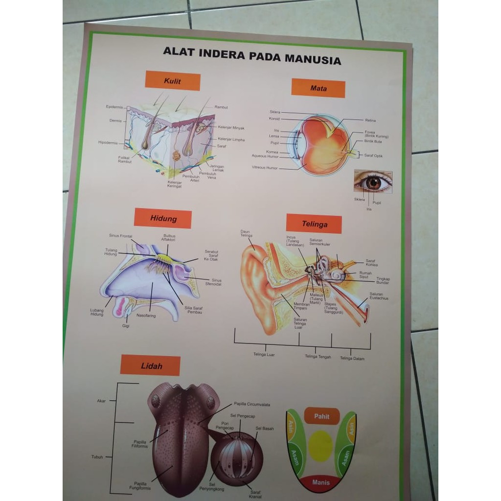 Gambar Poster Model Alat Indra Manusia Carta Indra Manusia Shopee Indonesia