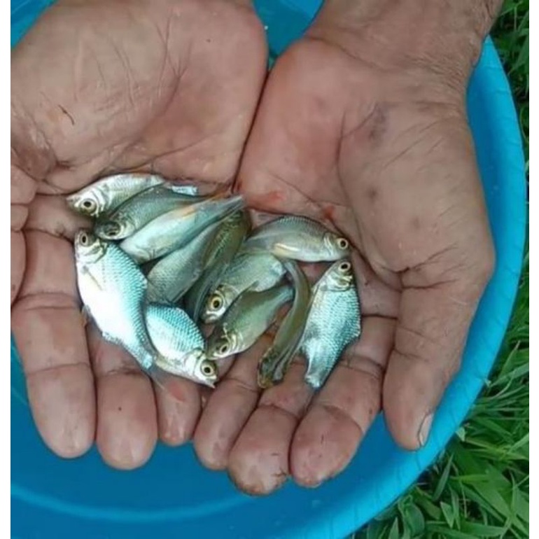 ikan hias kaviat hijau kapiat ijo