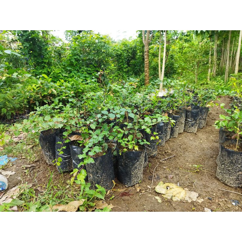 Bibit Rukem Bahan Bonsai 30cm