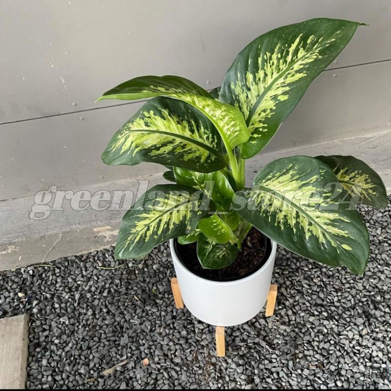 tanaman hias dieffenbachia tropicsnow - tanaman blanceng - blanceng - dieffenbachia - blanceng macan