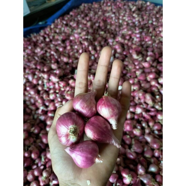 

bawang merah