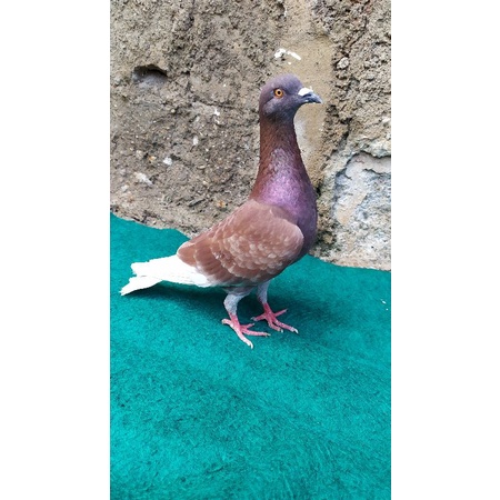 Merpati kolong bebas