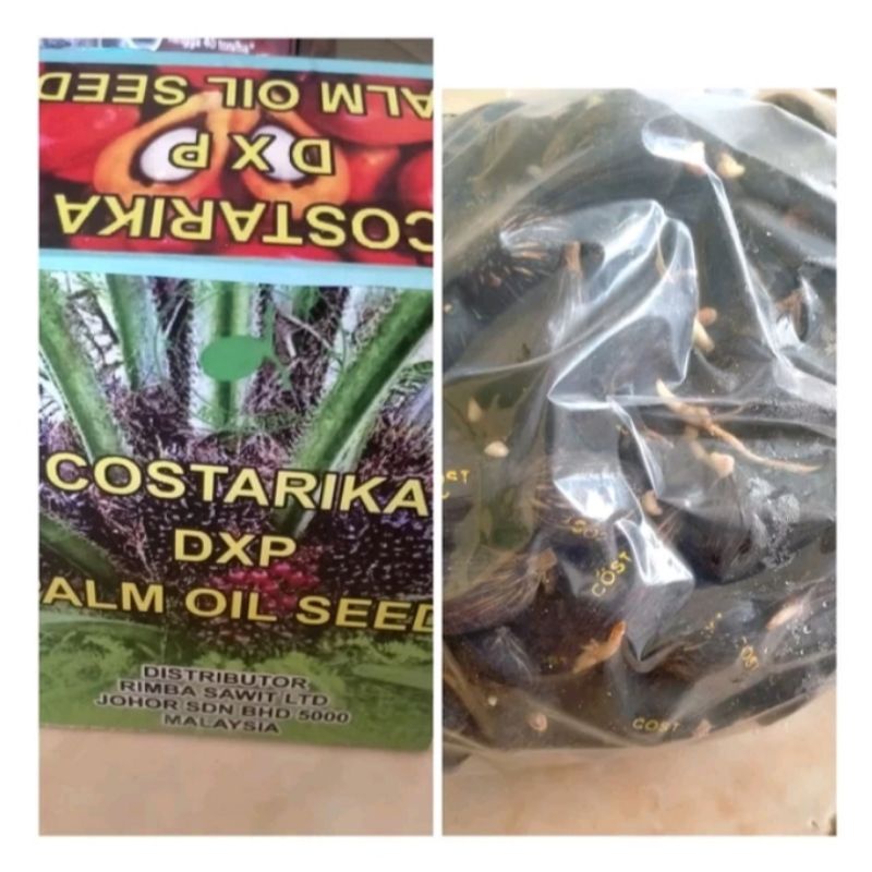 bibit benih sawit costarica