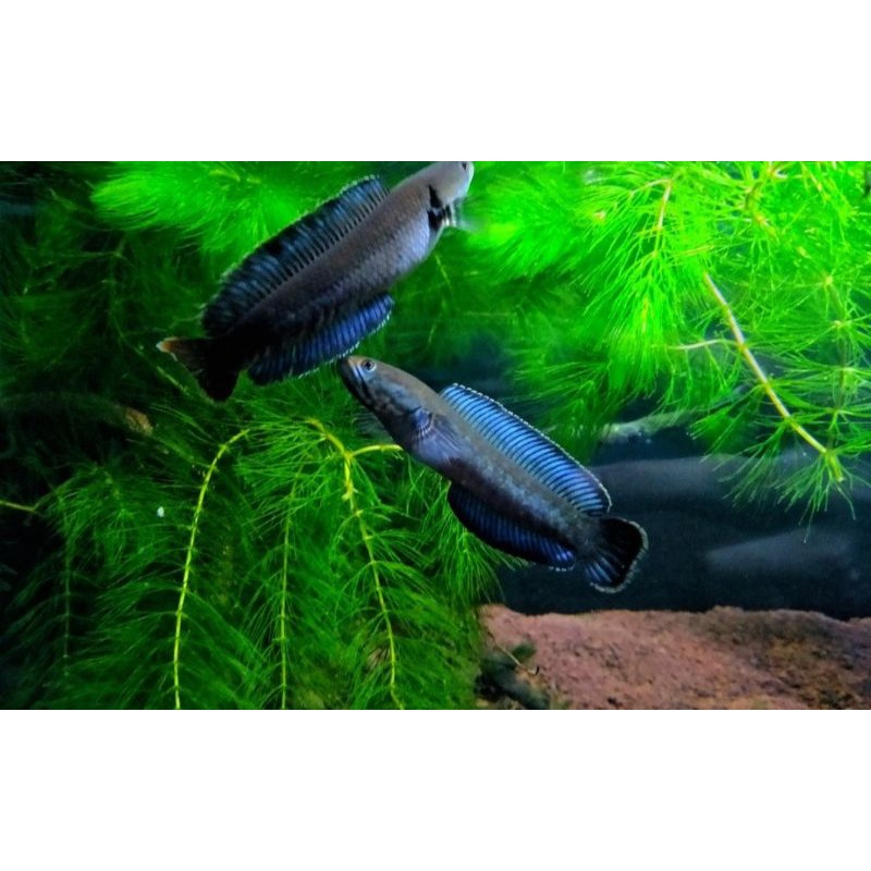 

CHANA ANDRAO SIZE 12CM/ PAIR MURMER/ SUDAH TERMASUK HARGA 2EKOR...