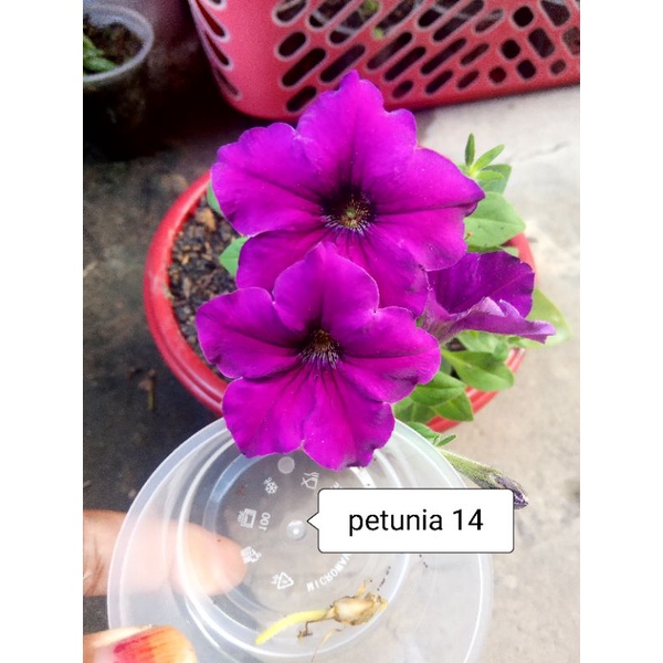 BENIH FRESH BUNGA PETUNIA CANTIK JUNTAI/GANTUNG 14