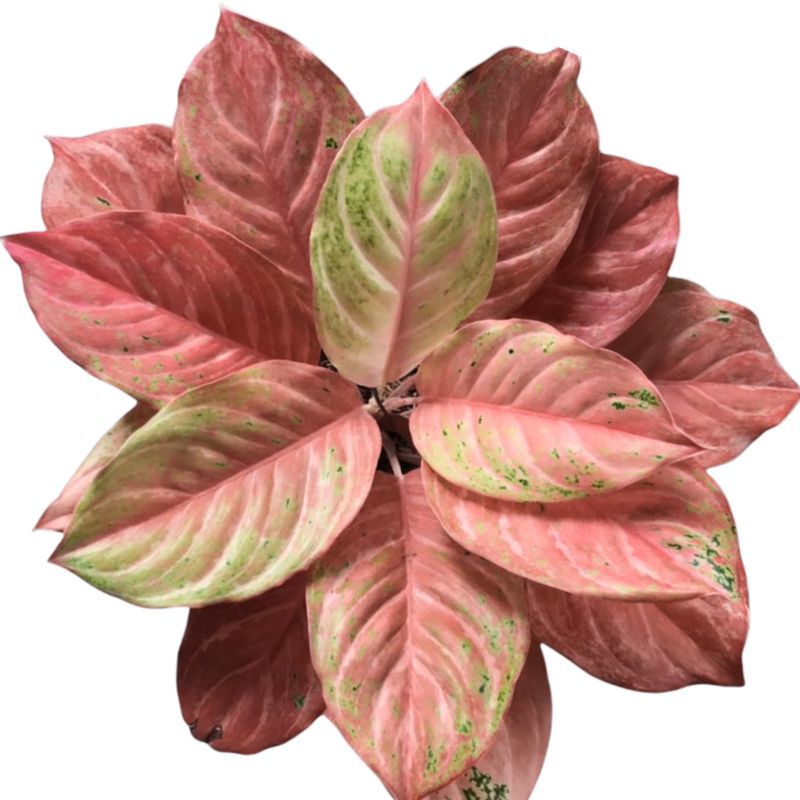 AGLONEMA BIDADARI HIAS AGLAONEMA BIDADARI MURAH MERIAH COD BAYAR DITEMPAT