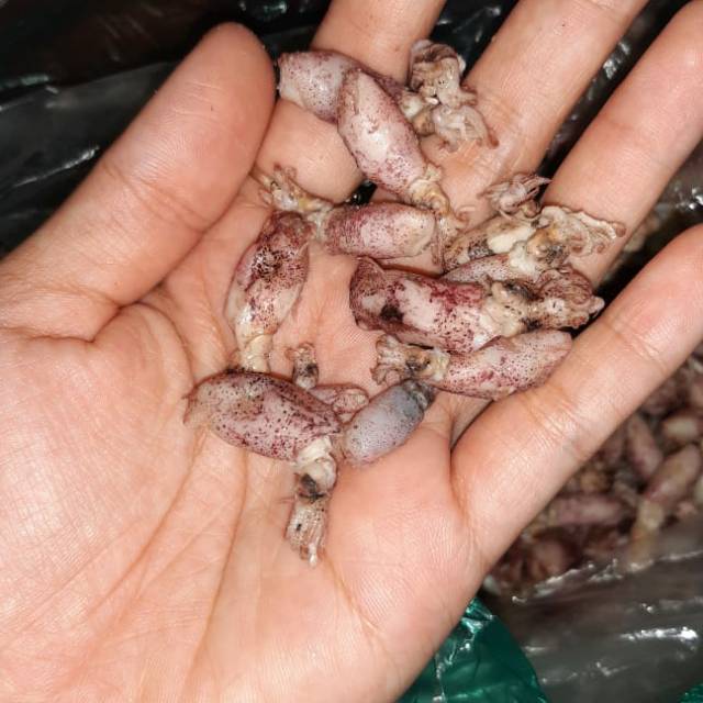 

Baby cumi merah ukuran 1 sampe 3 cm