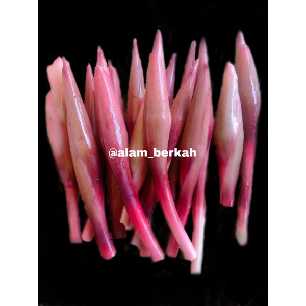 

BUNGA KECOMBRANG | BUNGA HONJE SEGAR (1kg)