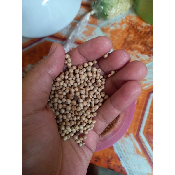 

Merica Lampung lada putih asli murah tanpa campuran 250Gram