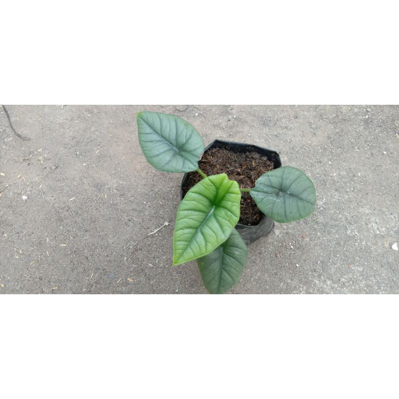 Alocasia reginae