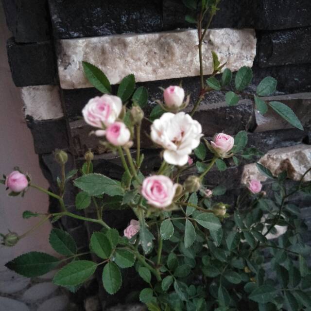 Tanaman Hias Baby rose