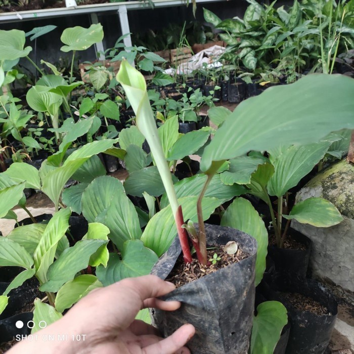 paket grosir bibit kunyit hitam asli (Curcuma caesia) 100% ori