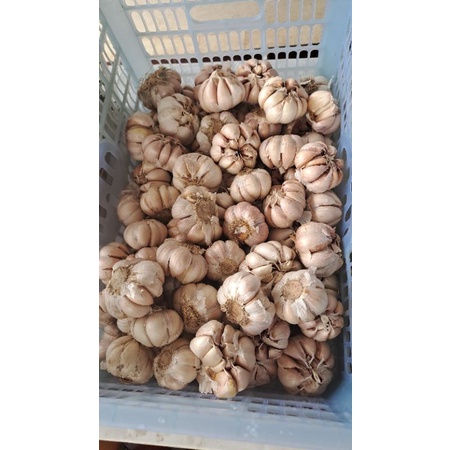 

bawang putih 1kg