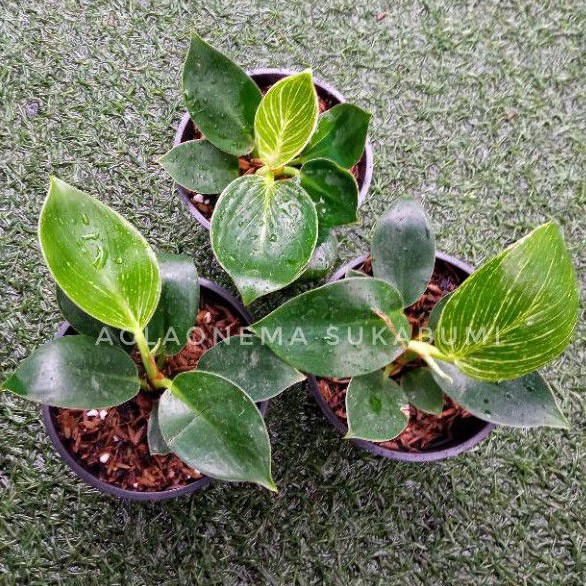 philodendron birkin baby philo pilo