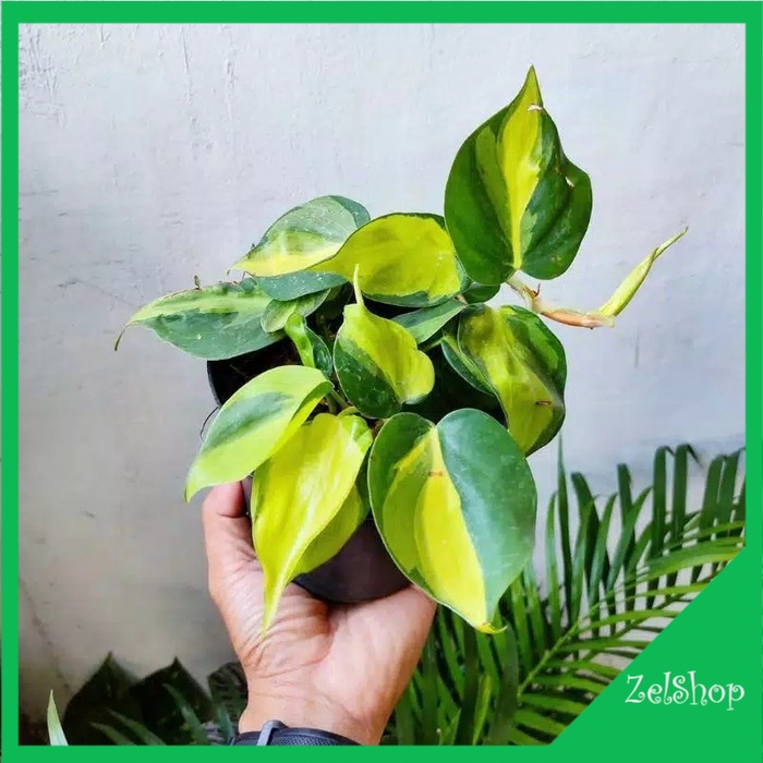 Sirih Gading Brazil / Sirih Brazil / Tanaman Gantung Sirih Gading Brazil