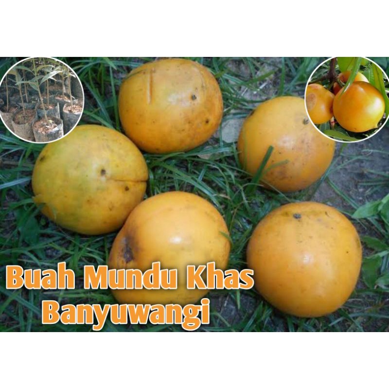 

Buah Mundu Asli Langka | Apel Jawa Segar