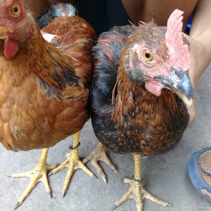 

Ayam Kampung Usia 3.5 bulan