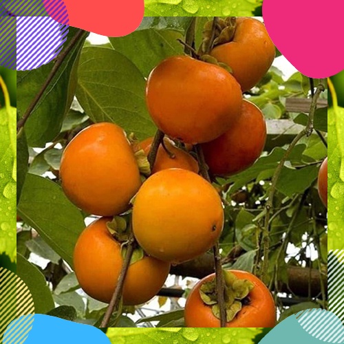 6 Bibit Tanaman Buah Kesemek jumbo - TKM