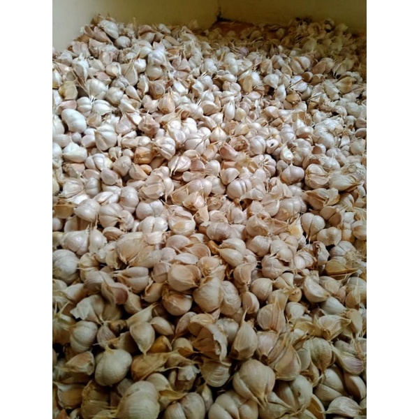 

bawang putih,kating,super