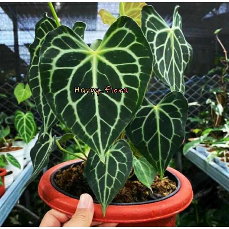 NEW PROMO BONGGOL Anthurium Tarantula Hybrid.