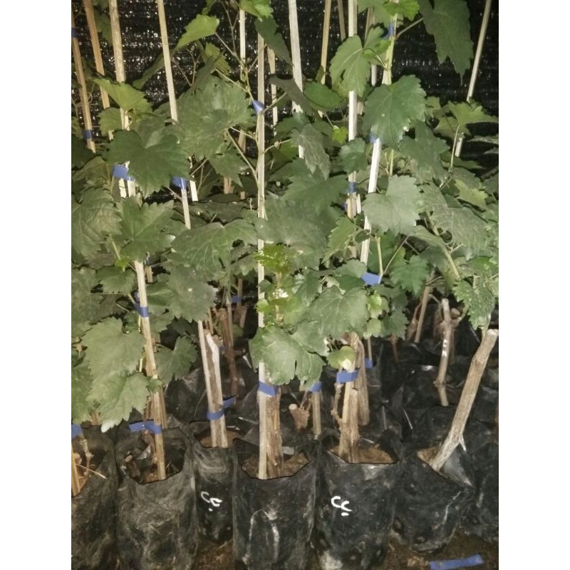 bibit anggur impor cotton candy