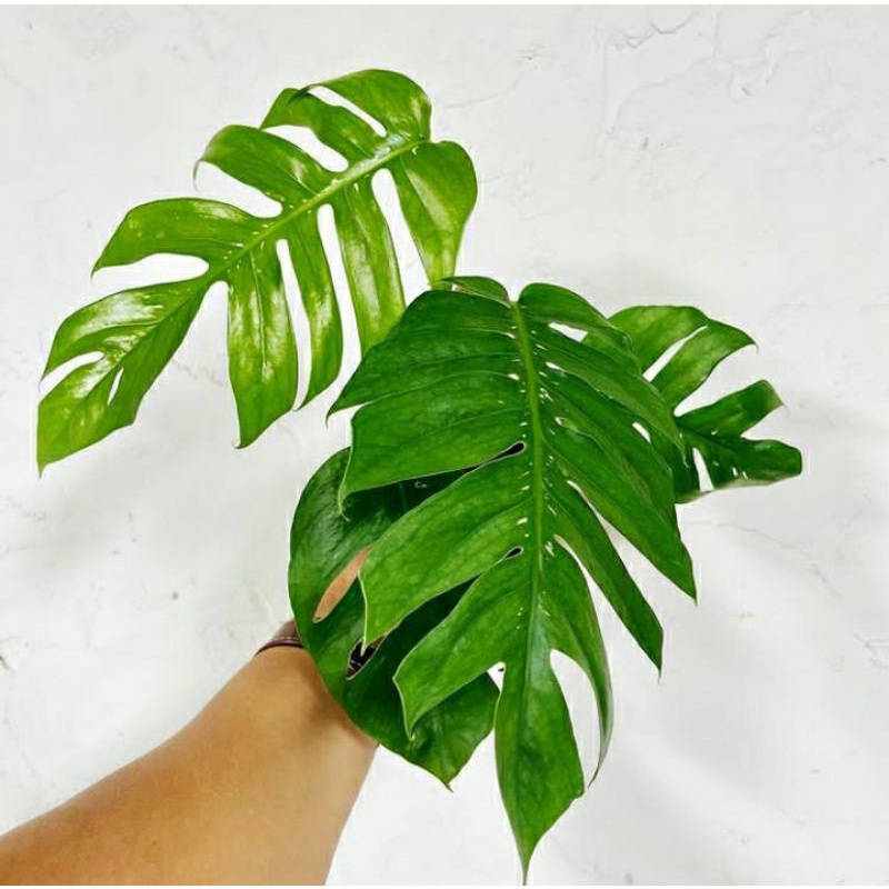 Epipremnum pinnatum mature