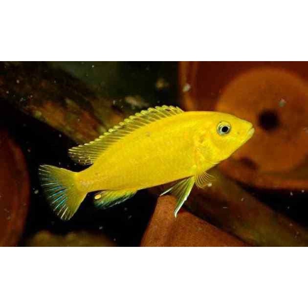 Ikan Hias Siklid Lemon / Ikan Hias Aquascape / Ikan Hias Aquarium