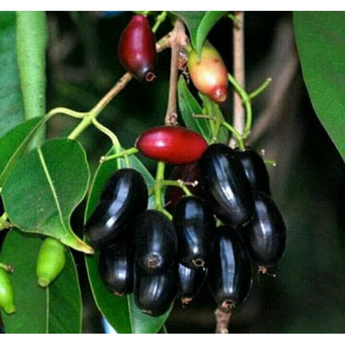 Bibit Buah Juwet Hitam