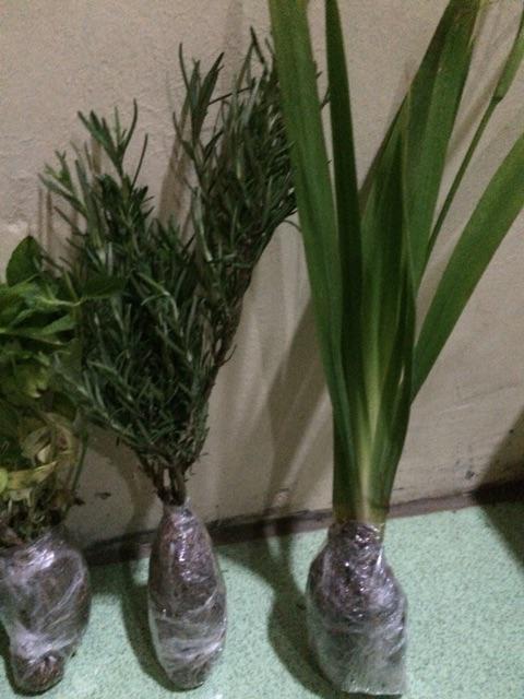 Tanaman Rosemary Anti Nyamuk