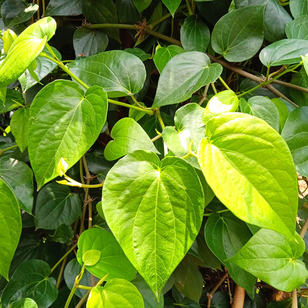 

Daun sirih segar alami 100% herbal