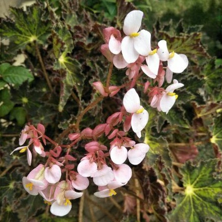 Begonia / Begonia Star Green rimbun tanaman hias