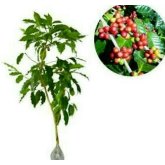 bibit kopi torabika