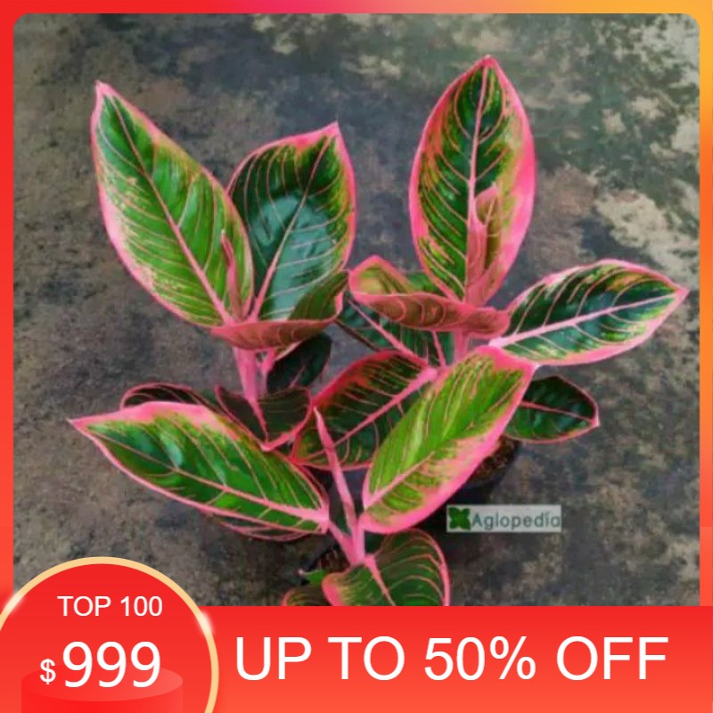 tanaman hias aglonema kanza remaja