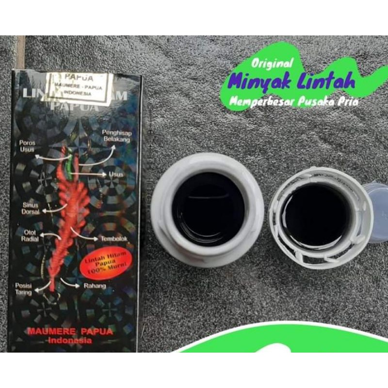 LintahHitamPapua