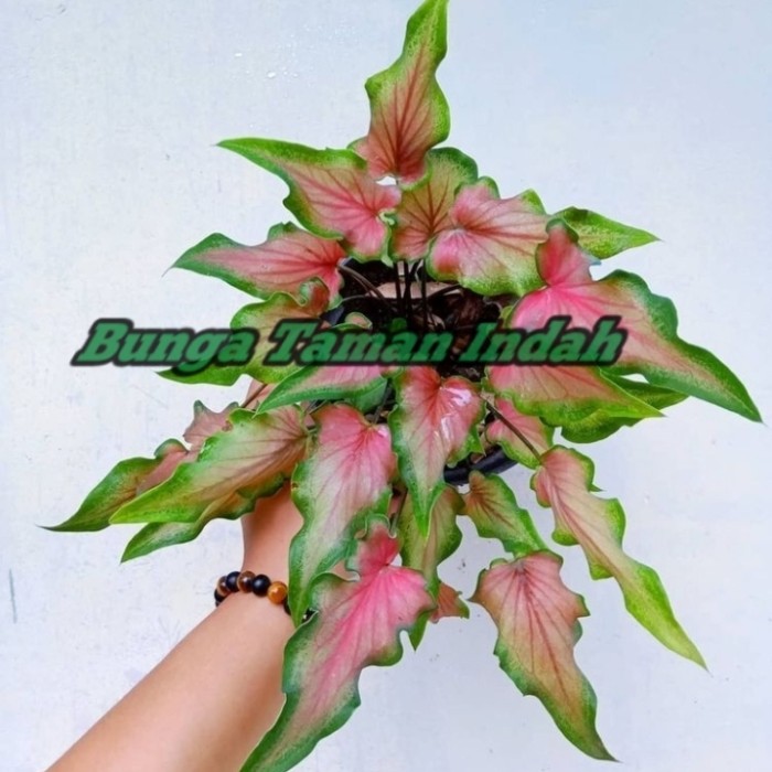 Tanaman Hias Caladium Keris - Keladi Keris
