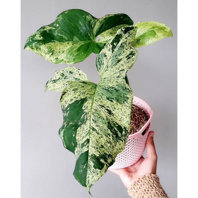 Syngonium Mojito Mottled / Syngo Mojito