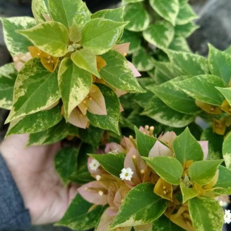 NUK bibit bougenville singapore ori varigata 709HORD