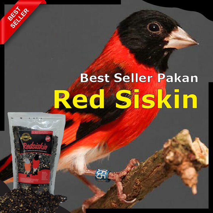 Pakan Burung Red Siskin, Blackhooded Siskin, dan Burung Goldfinch