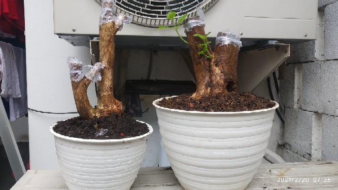 Bunga Lantana Bunga Oren