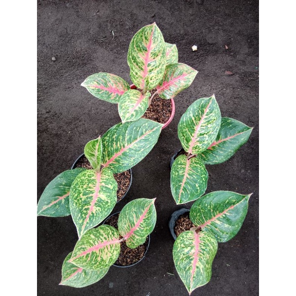 bunga hias ratu daun aglonema big papa mutasi