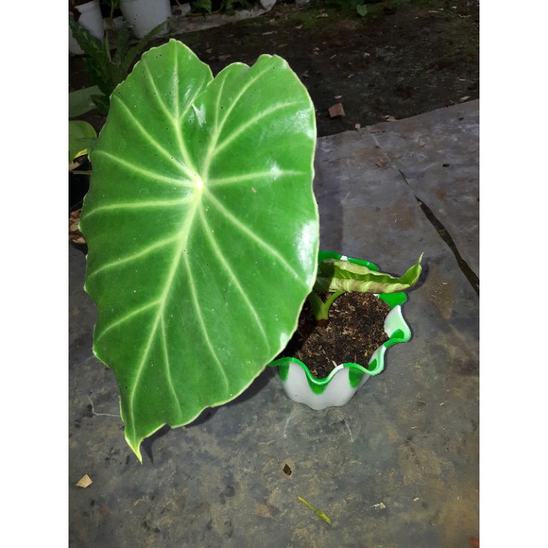 Harga Alocasia Terbaru Mei 2021 Biggo Indonesia